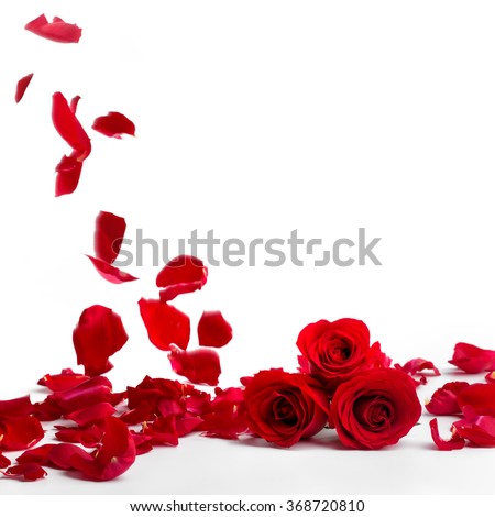 Red roses and rose petals on white background,Valentines day concept.