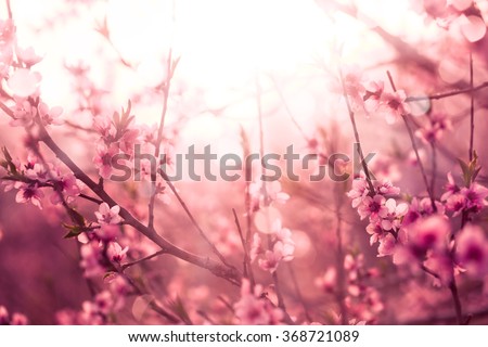 Blossoming cherry trees  in spring,Spring Background Royalty-Free Stock Photo #368721089