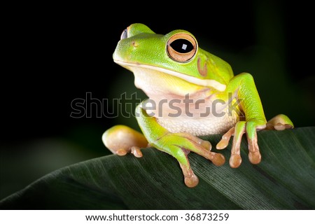 White-lipped tree frog or Litoria Infrafrenata sitting on a banana leaf
