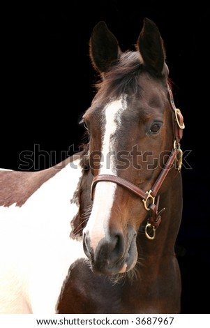 A portrait of a piebald mare against a black background.