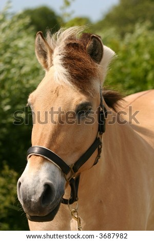 A horse portraited in nature, green and blue background.
