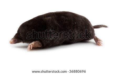The European mole on a white background, separately. Royalty-Free Stock Photo #36880696