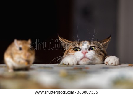 Pretty ginger cat playing with little gerbil mouse on the table. Bestseller of cats&mices Royalty-Free Stock Photo #368809355