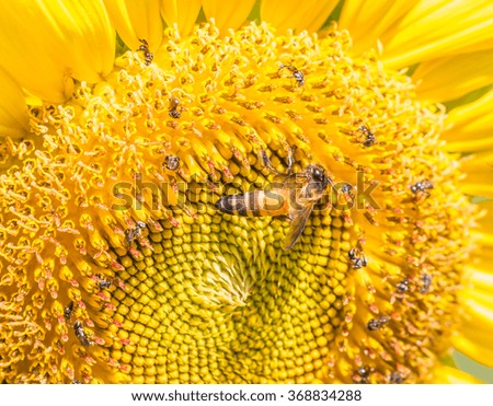 Bee collects nectar from sunflower, close up view.