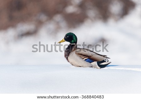 Male wild duck(Anas platyrhynchos) resting in the snow