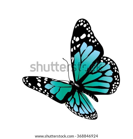 Vector butterfly on a white background