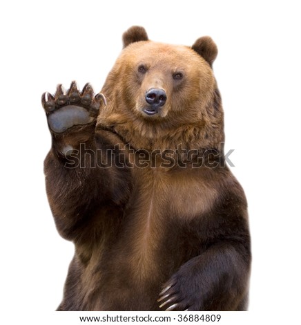 The brown bear welcomes, waves a paw. It is isolated on a white background. Royalty-Free Stock Photo #36884809