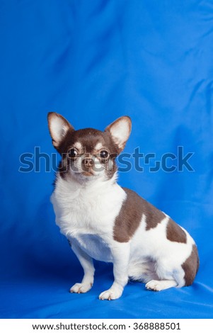 Chihuahua dog on a blue background of cloth