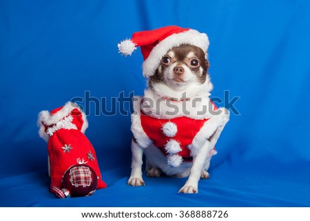 Chihuahua dog dressed as Santa Claus