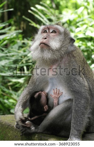 Crab-eating macaque (Macaca fascicularis) mother with an infant nursing
