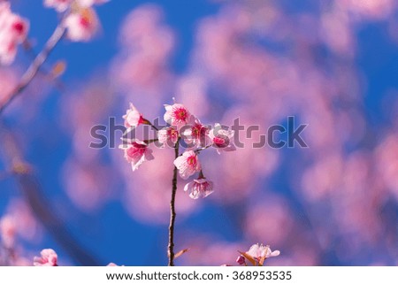 cherry blossom in spring time, sakura