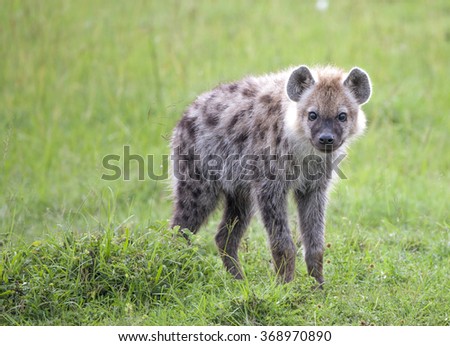 Lurking Hyena Cub
