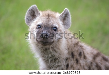 Close up Headshot of a baby hyena