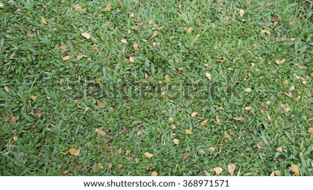 A green grass field texture with a small dry leaves 