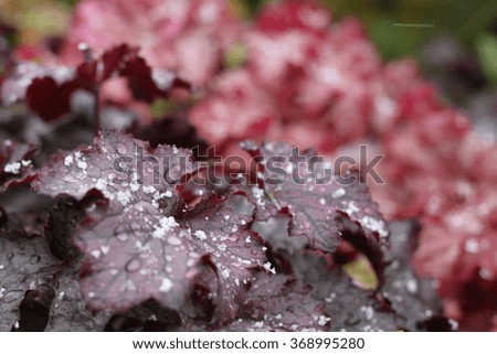 Red, burgundy, leaves covered with snow.