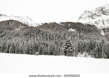 pine trees in a mountain forest after a snowfall