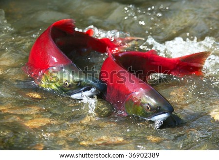 Wild male and female red salmon in river before spawning in symmetric position Royalty-Free Stock Photo #36902389
