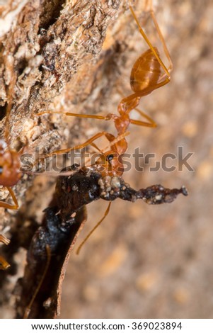 ants animal wildlife 