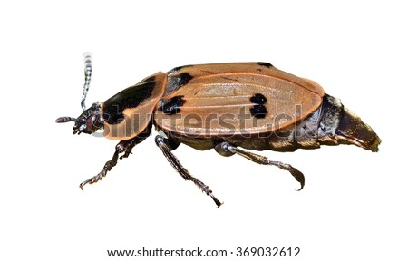 A close up of the beetle (Silphidae). Isolated on white.