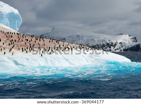 Colony of penguins on iceberg washed by blue water, with mountain in the background, South Sandwich Islands, Antarctica  Royalty-Free Stock Photo #369044177
