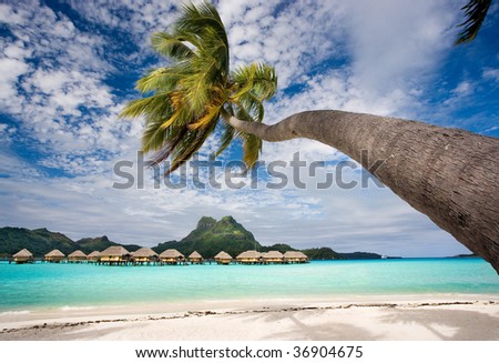 beach resort in bora bora lagoon waters with hanging palm tree Royalty-Free Stock Photo #36904675