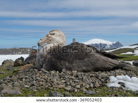 Giant petrel sitting on nest with blue sky and cloudy stripes in background, South Sandwich Islands, Antarctica Royalty-Free Stock Photo #369052403