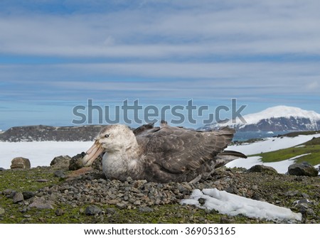 Giant petrel sitting on nest with blue sky and cloudy stripes in background, South Sandwich Islands, Antarctica Royalty-Free Stock Photo #369053165