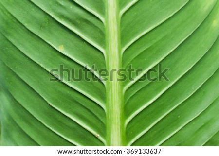 Texture of a green leaf as background art