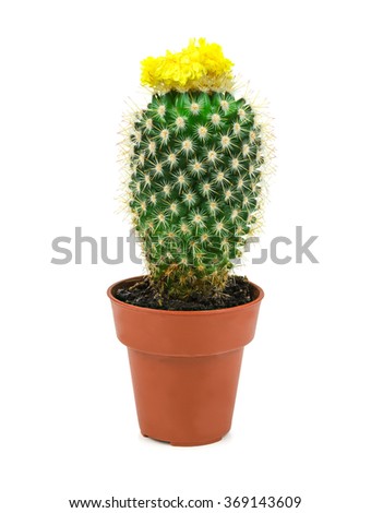 desert cactus with yellow flower isolated on white background