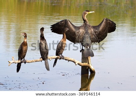 Cormorant family in Romania Royalty-Free Stock Photo #369146114