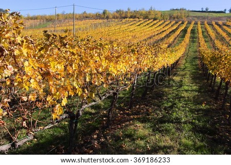 vines after the harvest in the fall with brightly colored hills of Modena wines Trebbiano and Lambrusco