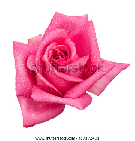 Pink beautiful  rose blossoming isolated on white background