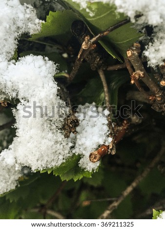 Picture of a bush branch covered in snow in a park in Moscow, Russia