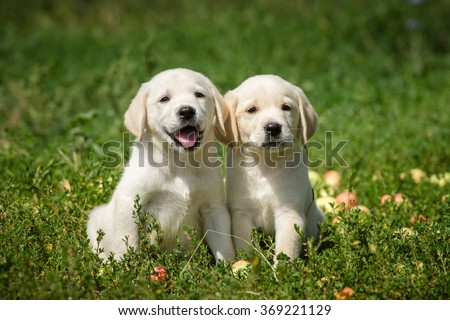 Puppies of labrador retriever sitting on the lawn Royalty-Free Stock Photo #369221129