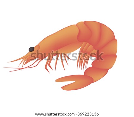 Cooked shrimp isolated on white background. Seafood menu for meal or dinner. Healthy eating. Marine product. Design for restaurant menu, logo, promo poster, flyer or product packaging.Vector
