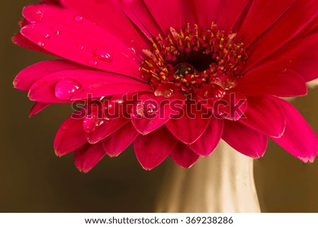 Red  chrysanthemum flower with water drops on petals - closeup with selective focus
