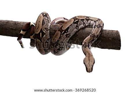 snake coiled on tree trunk