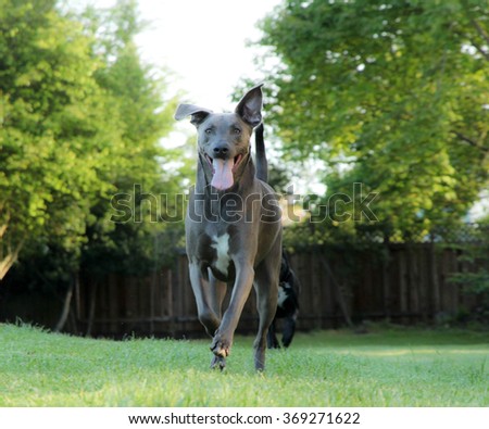 Dog running Royalty-Free Stock Photo #369271622