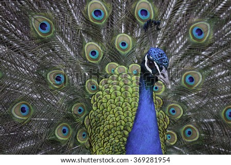 Portrait of a beautiful peacock