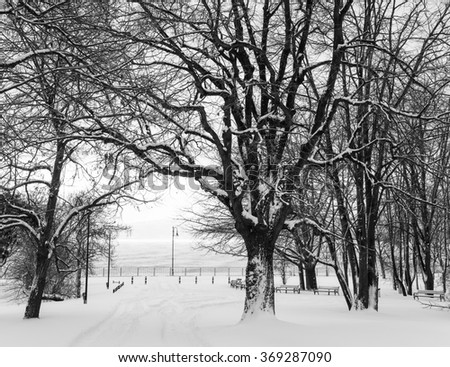 Snowy park after heavy snowfall. Bare tree branches in winter in a park. Snow fell