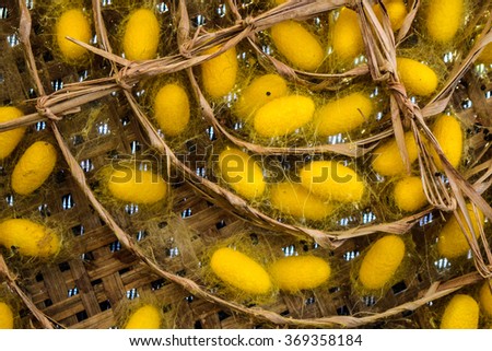 Yellow silk cocoon on bamboo basket for fabric raw material with selective focused point
