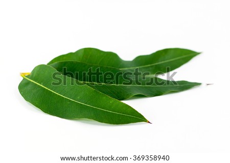Close up eucalyptus leaves on white Royalty-Free Stock Photo #369358940