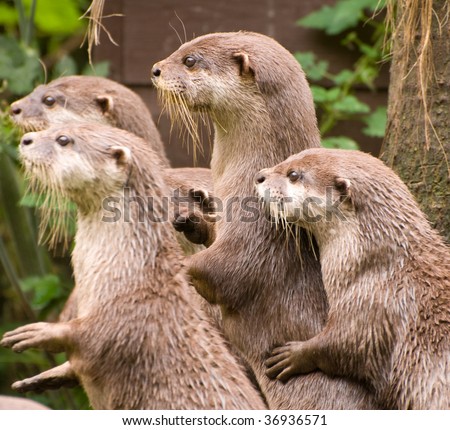 Standing Otters