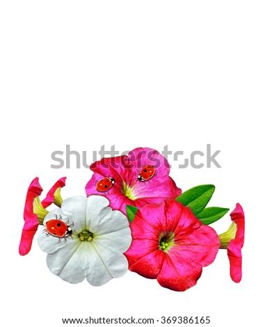 petunia flowers isolated on white background. beautiful flowers