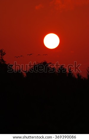 Sun birds and tree silhouette abstract background