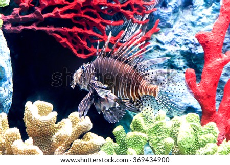 Lion fish on the coral reef in the sea