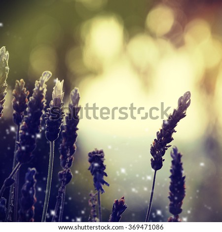 Violet lavender flowers , Spring concept
