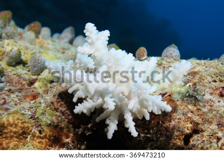 Bleached stony coral in the tropical reef of the maldives 