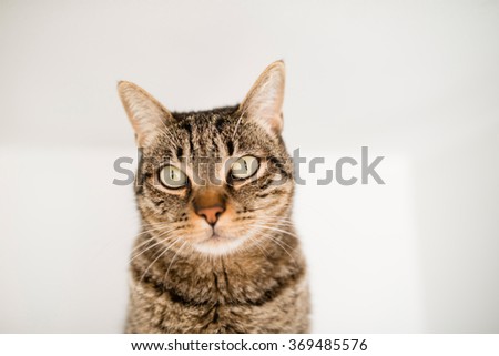 Tabby cat portrait detail over white background