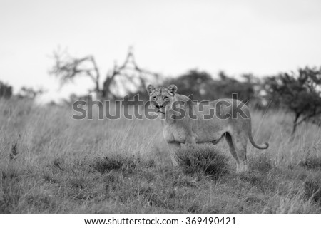 An African lion /  lioness on the move in a grass field. South Africa